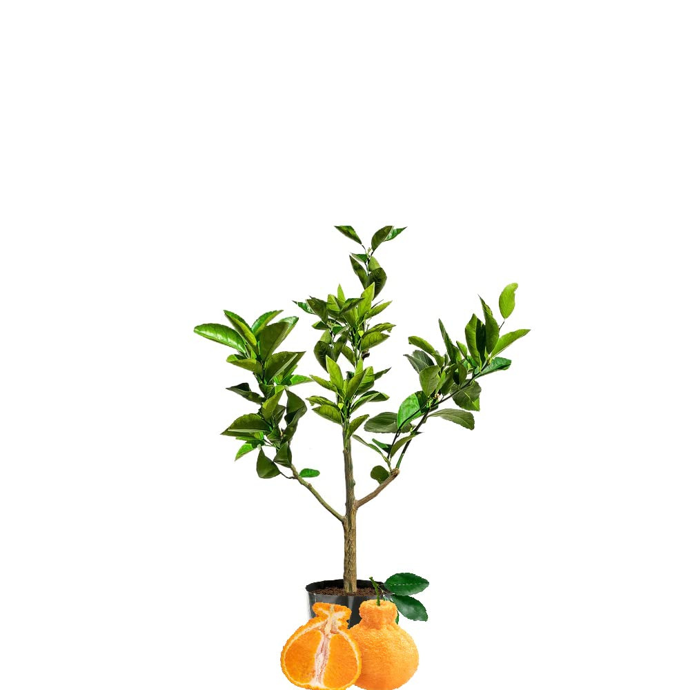 Deco Pon Citrus Fruit: Exotic Elegance