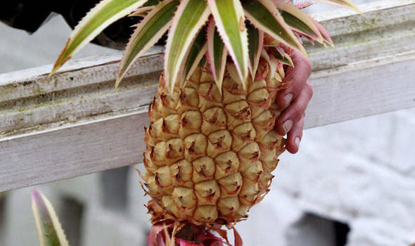 Cornwall Pineapples: Victorian Rarity