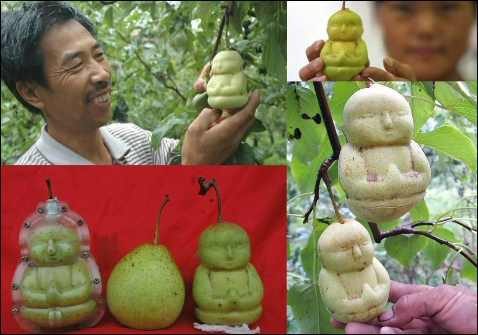 Buddha-Shaped Pears: Divine Elegance