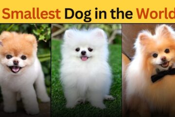 Top 10 Smallest Dog in the World 2024 with Price & Pictures