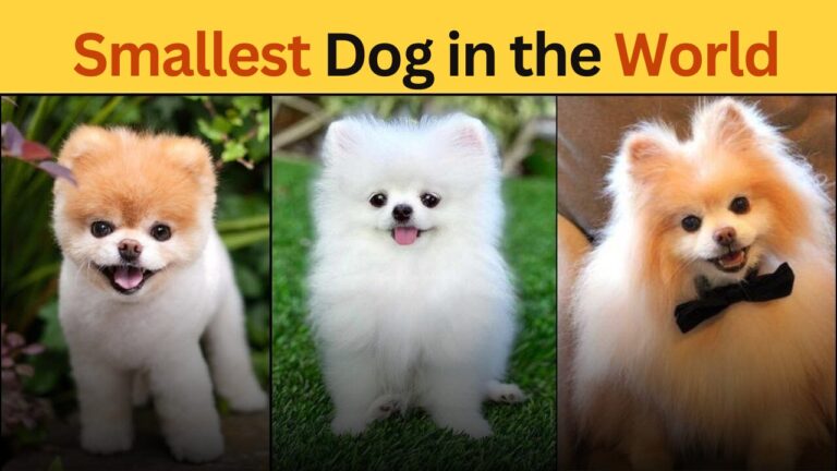 Top 10 Smallest Dog in the World 2024 with Price & Pictures