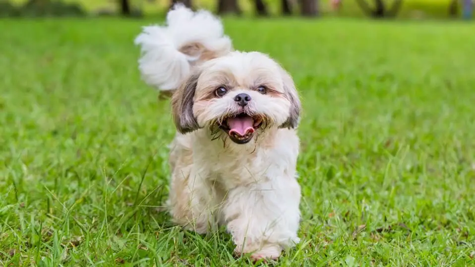 . Shih Tzu