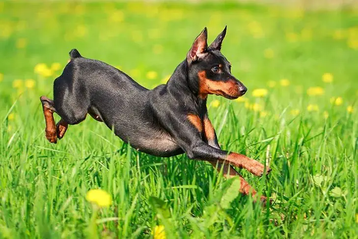 Miniature Pinscher small Dog  