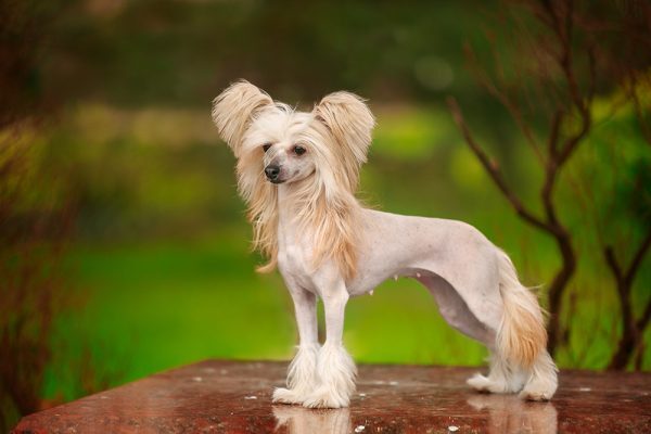 Chinese Crested small dog