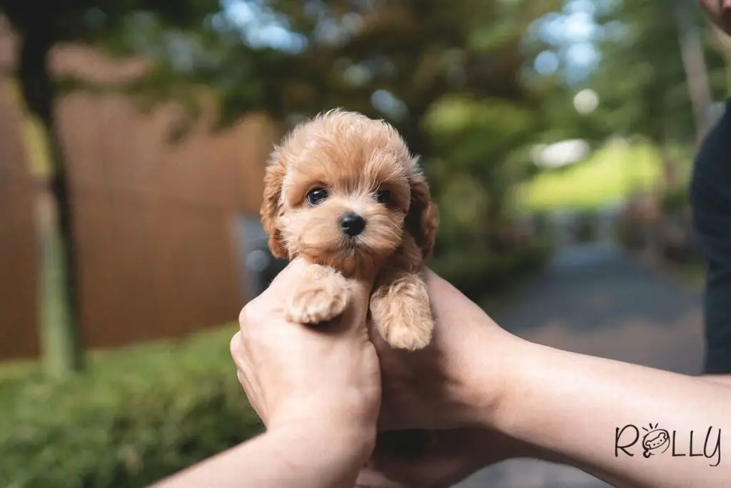 cockapoo small dog