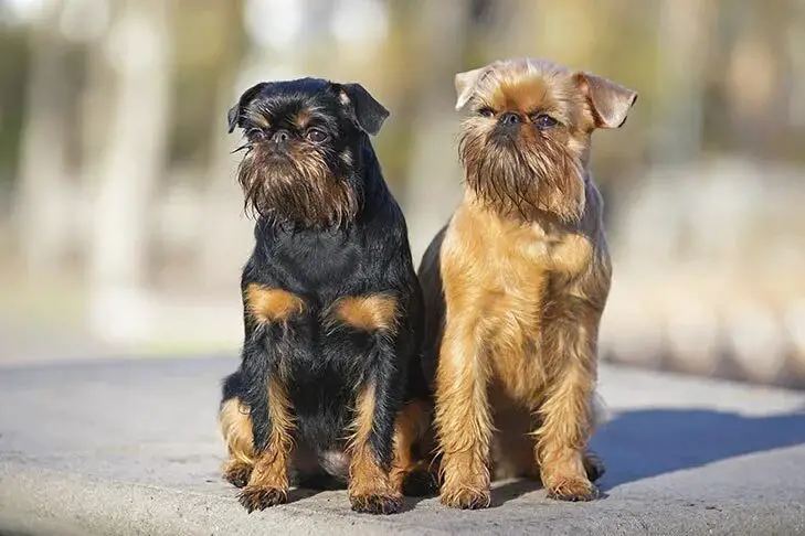 Brussels Griffon small dog