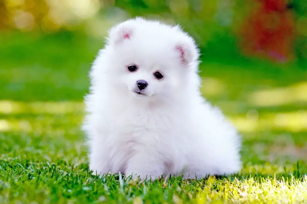 pomeranian is smallest dog in the world 2024