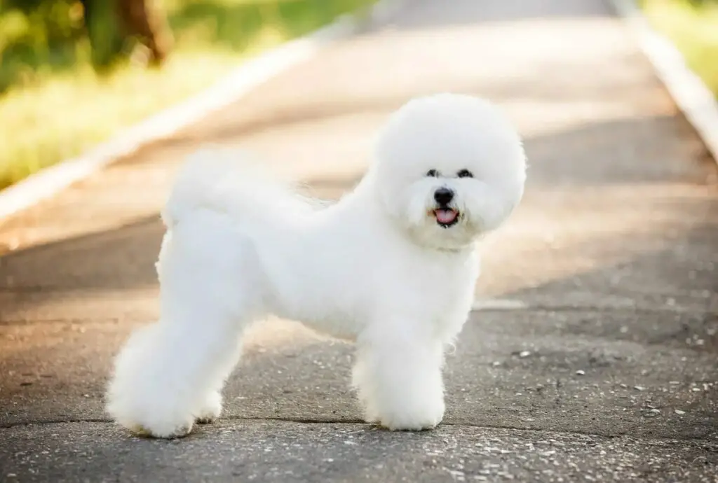 Bichon Frise is smallest dog in the world
