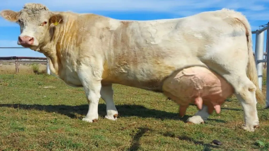 Charolais Cow