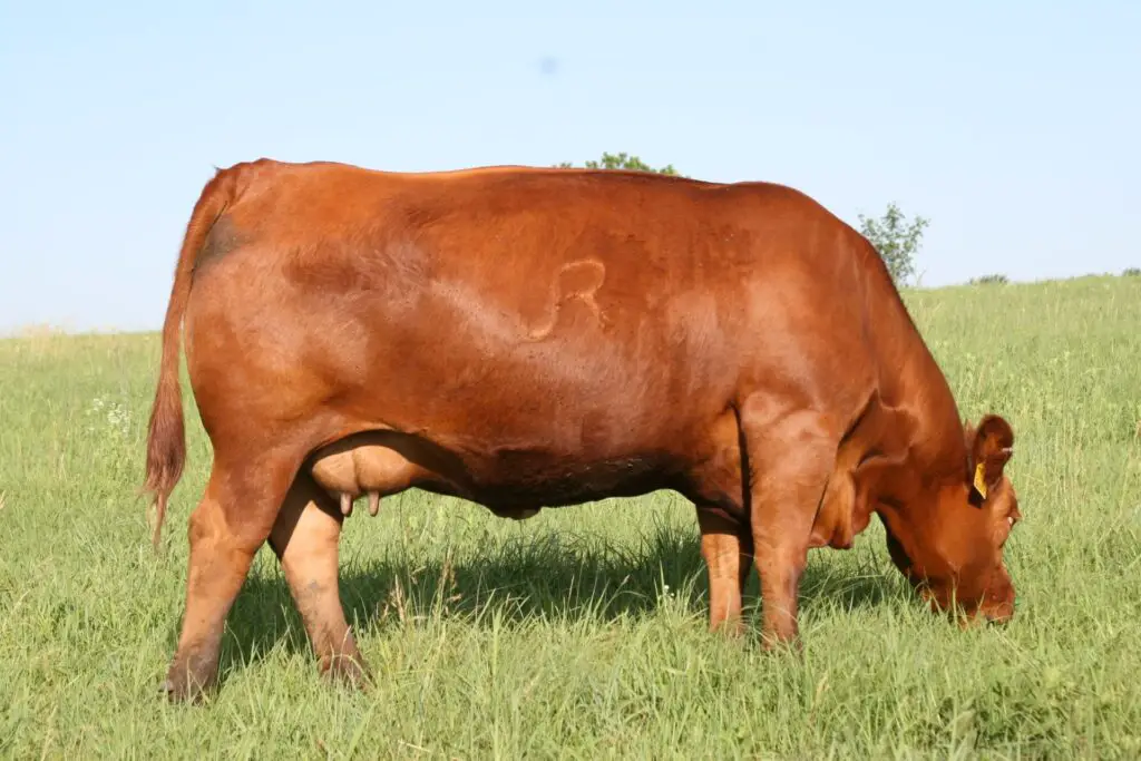 Gelbvieh Cow