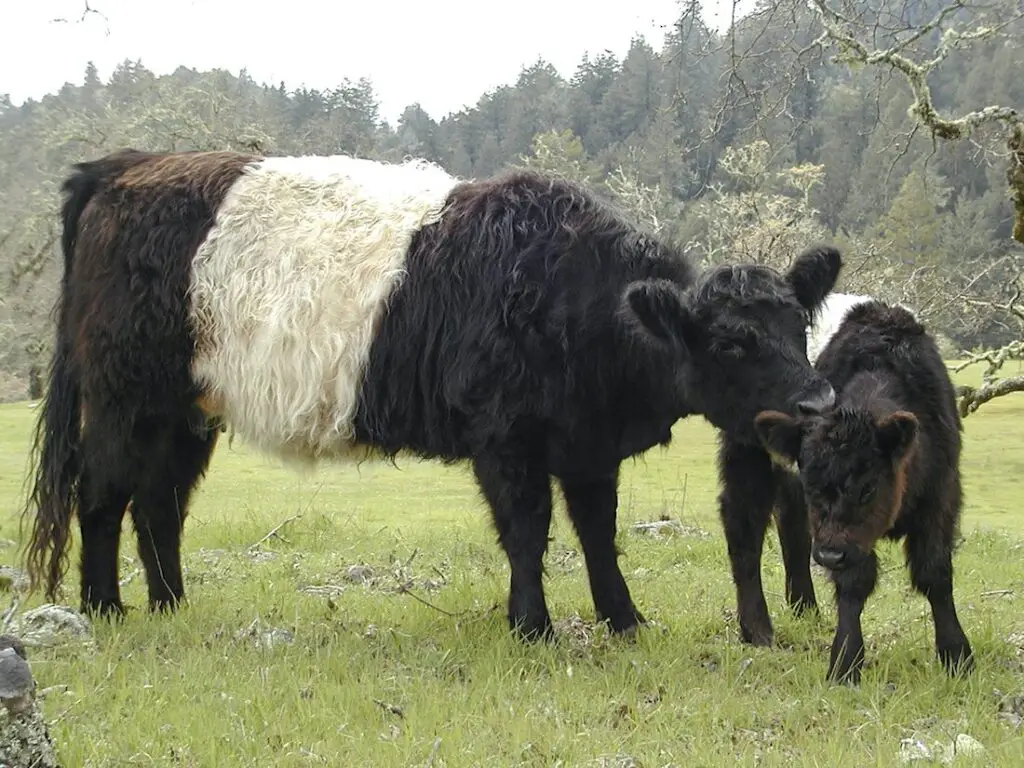 Belted Galloway Cows