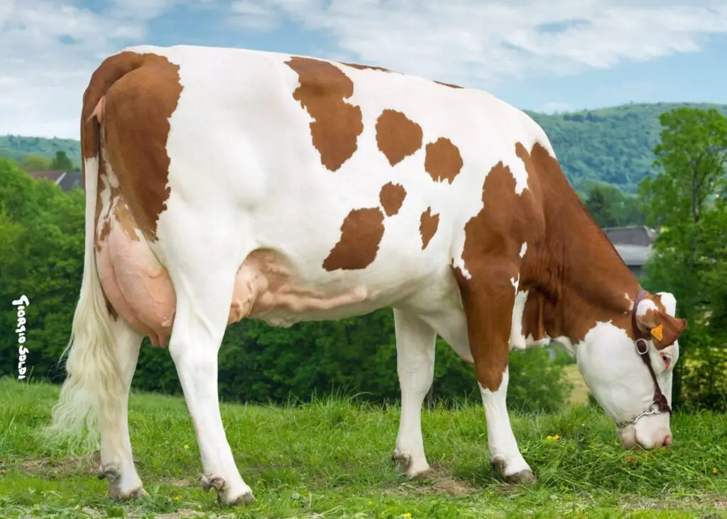 Montbéliarde Cow