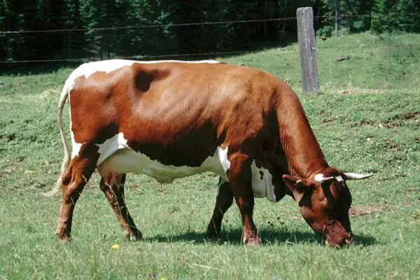 Pinsgower Cow