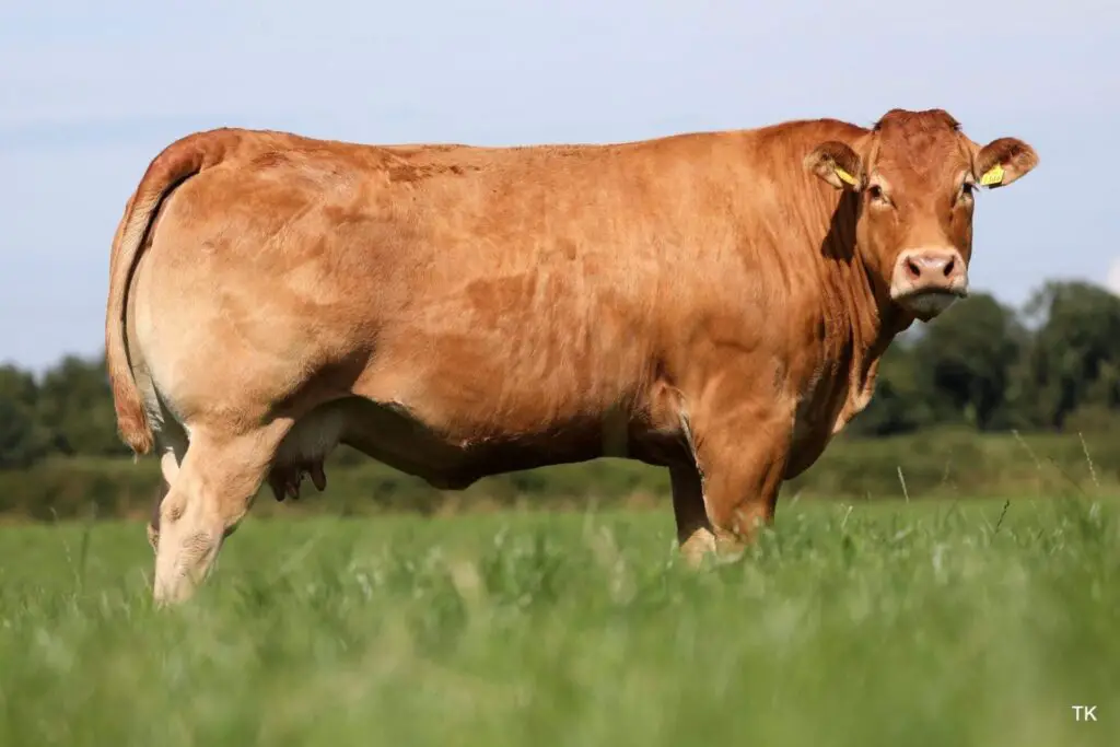 Limousin Cow