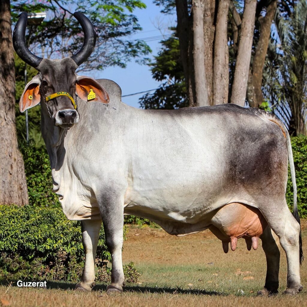 guzerat cow