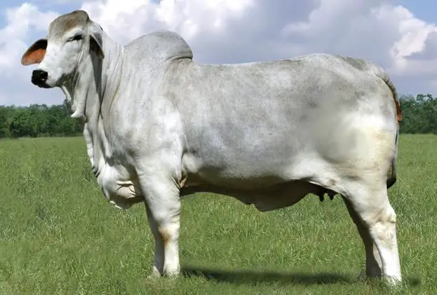 American Brahman Cow