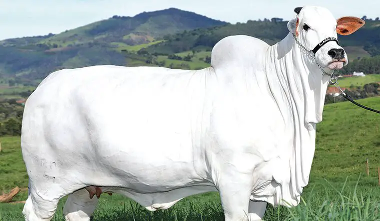 Nelore Cow is the biggest cow in the world 