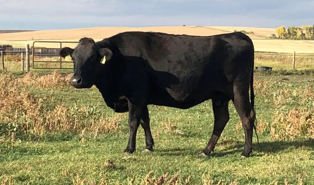 Wagyu Cow