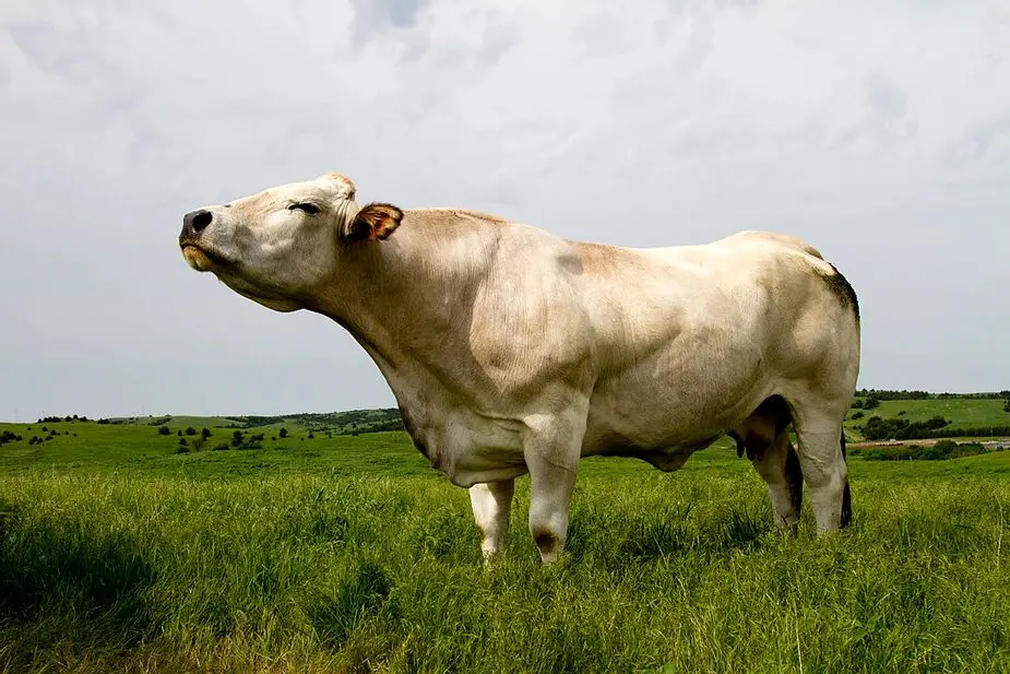 Piedmontese Cow