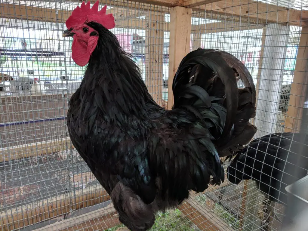 Jersey Giant Chicken is biggest chicken in the world