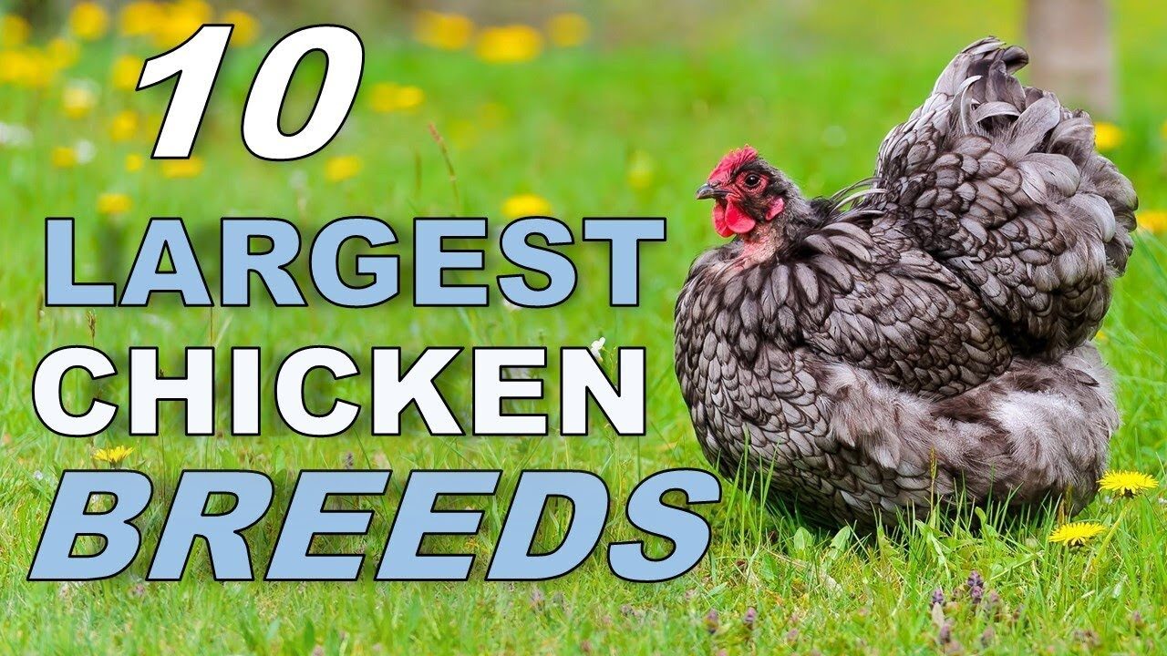 Top 10 Biggest Chicken in the World