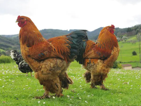 Brahma Chicken