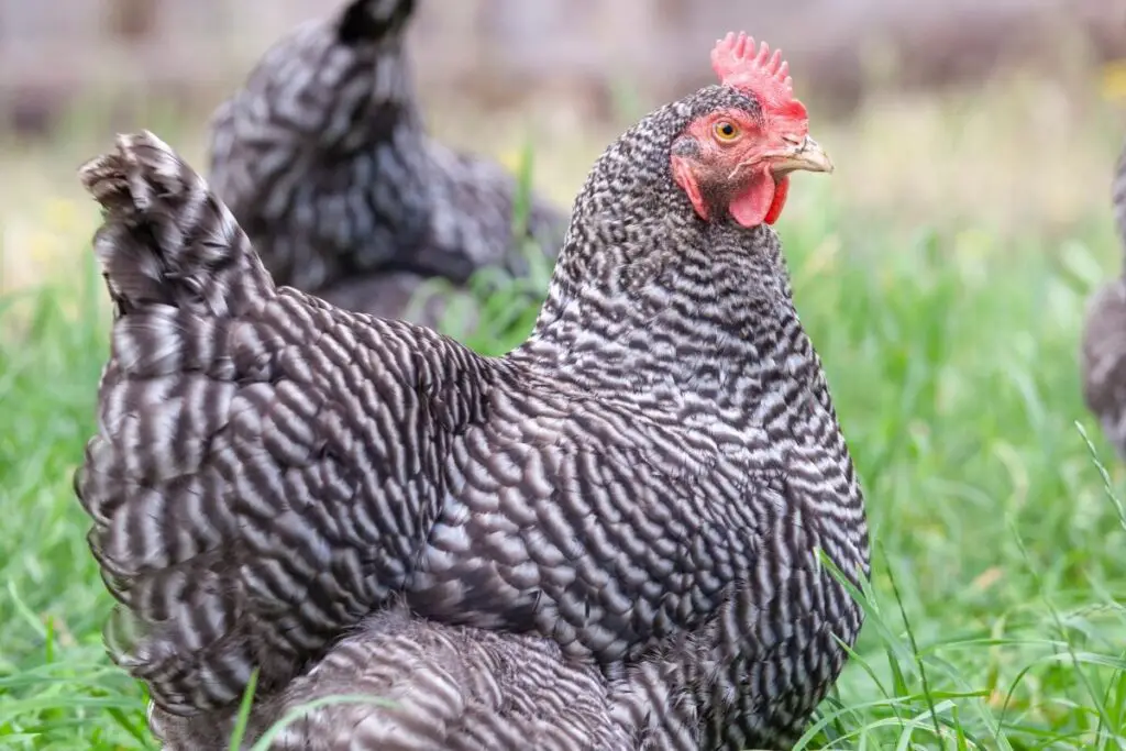 Barred Rock Chicken