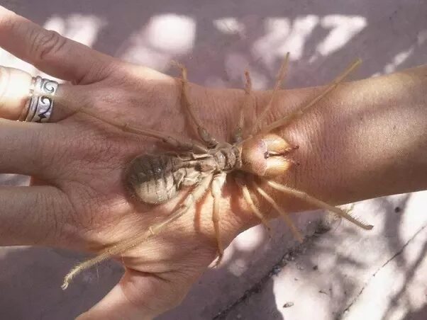 Camel Spider