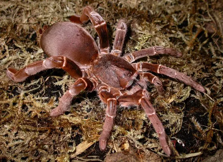 Hercules Baboon Spider