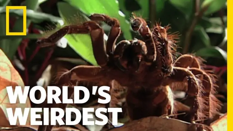 Top 10 Biggest Spider In The World 2024