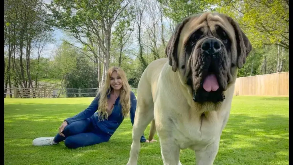 English Mastiff is Biggest Dog Breeds in the World 