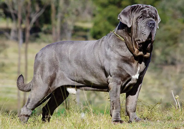 Neapolitan Mastiff 