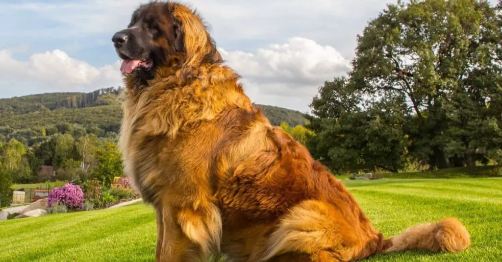 Leonberger