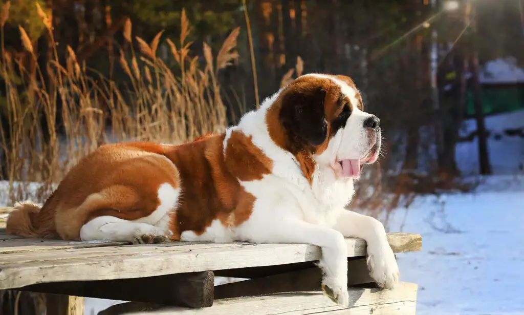 Saint Bernard 