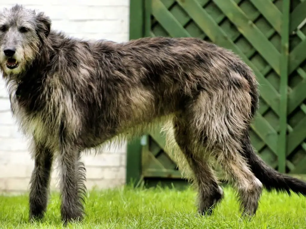  Irish Wolfhound 