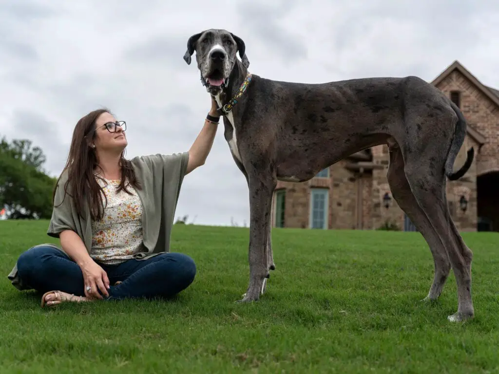 Great Dane  ( Biggest Dog in the World By Height)