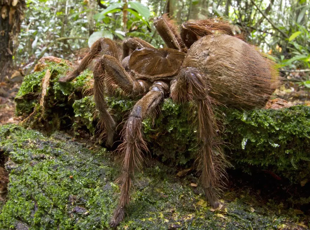 Goliath Birdeater Tarantula is biggest spiders in the world