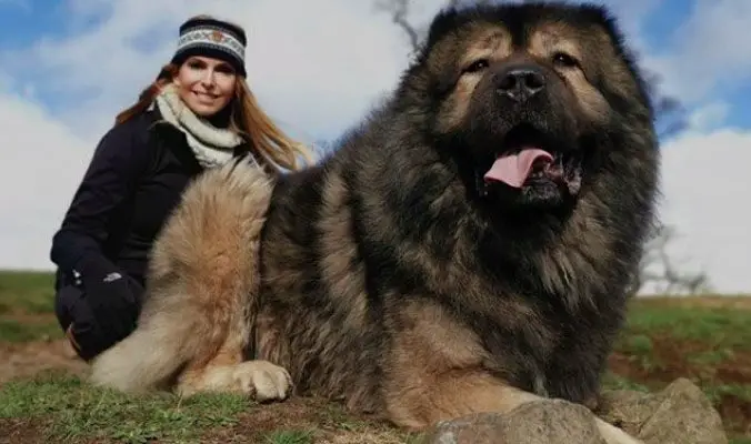 Caucasian Shepherd