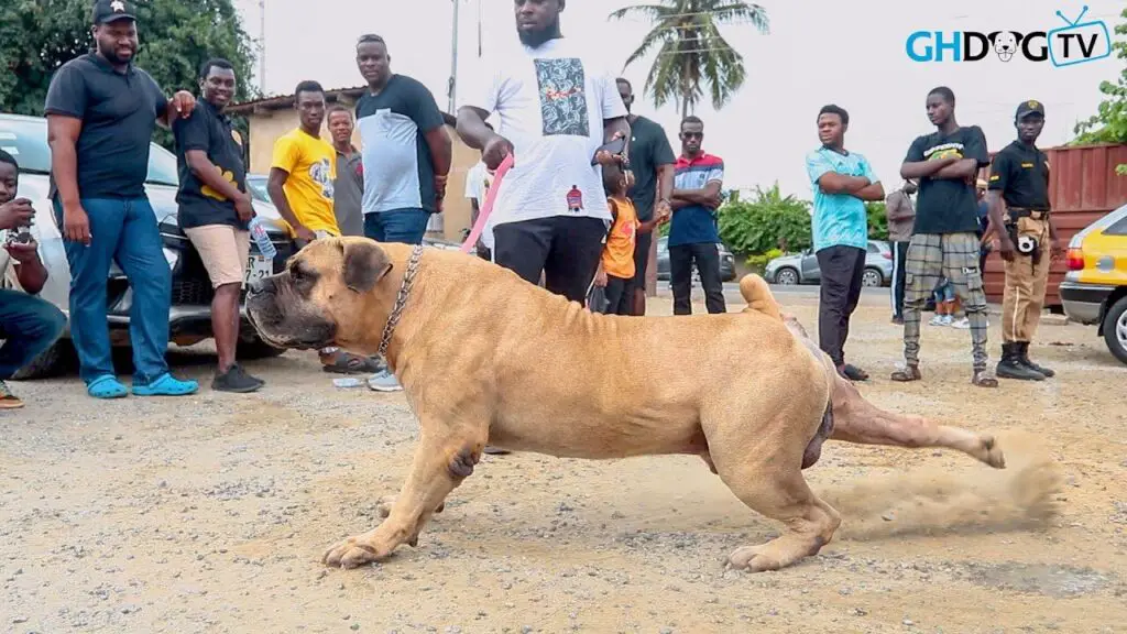 Top 20 Biggest Dog in the World Meet the Largest Dog Breeds 2024