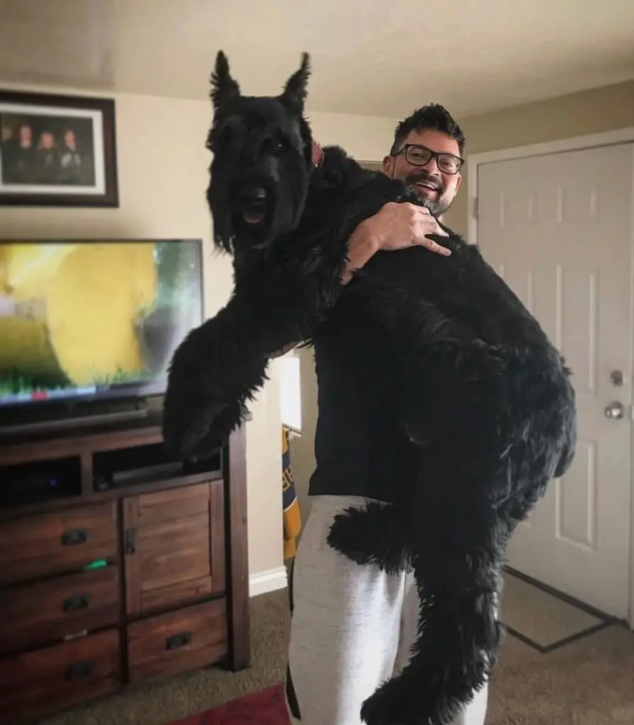 Giant Schnauzer