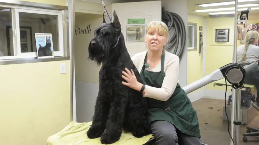 Giant Schnauzer