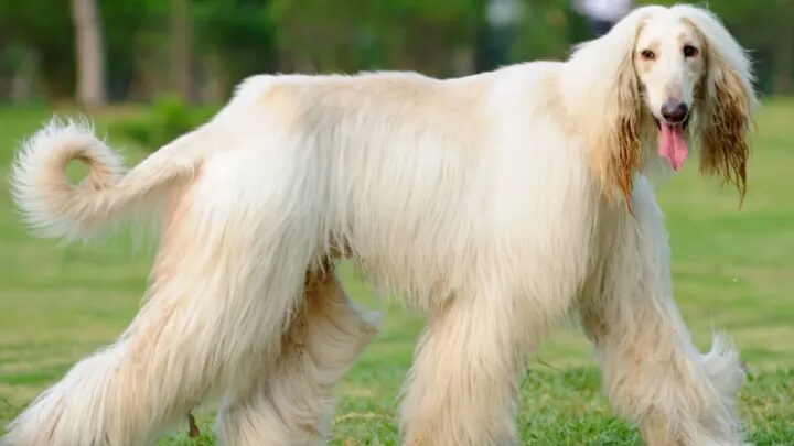 Afghan Hound