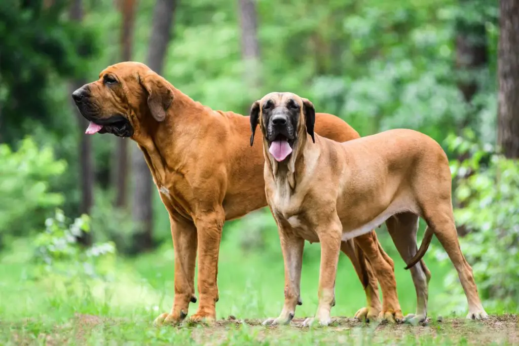 Brazilian Mastiff