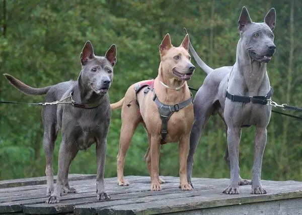 Thai Ridgeback