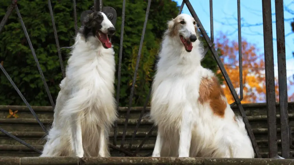 Borzoi