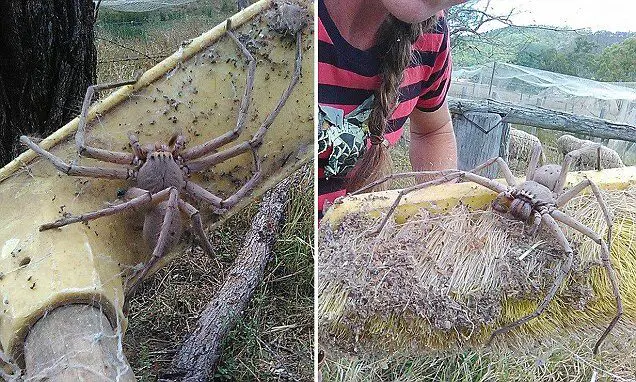 Giant Huntsman Spider