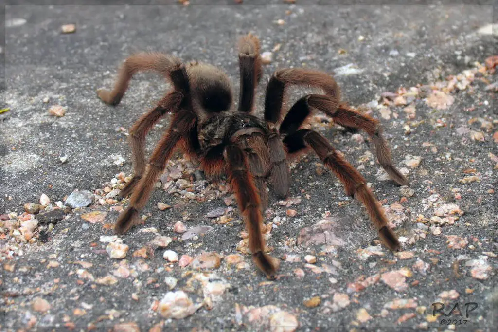 Brazilian Giant Tawny Red Tarantula