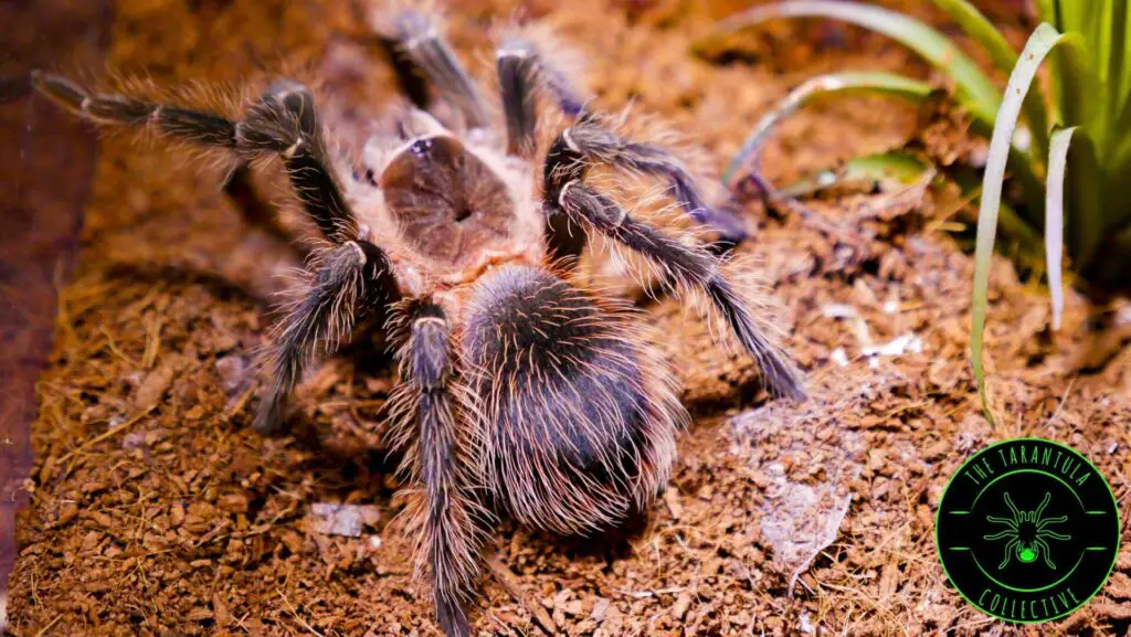  Brazilian Salmon Pink Birdeater