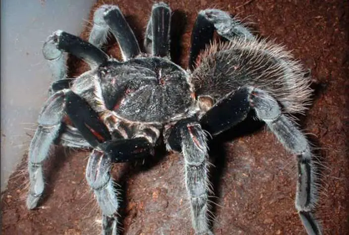  Colombian Giant Black Tarantula