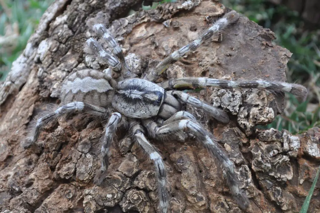 Poecilotheria Rajaei